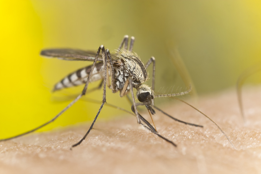Le paludisme : une maladie infectieuse potentiellement mortelle